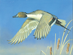 Junior Duck Stamp 2012