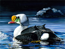 Junior Duck Stamp Contest winning art by Si youn Kim. 