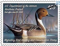 Wildlife Service Hunting Permit Duck Stamp, 2024 $25 Wildlife Service Hunting Permit Duck Stamp, 2024